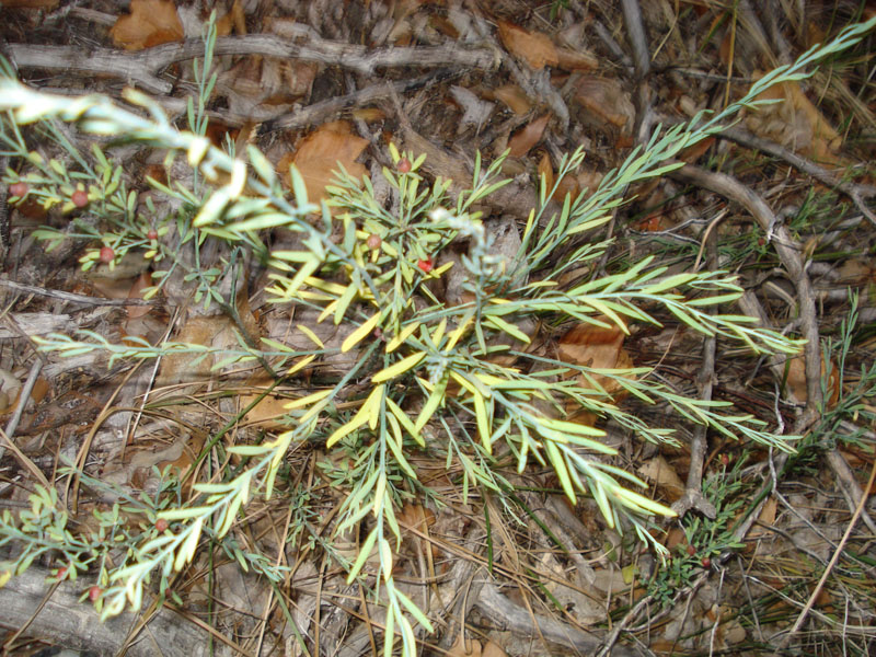 Osyris alba L.